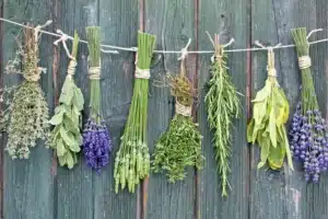 Herbs hanging to dry on a wooden fence