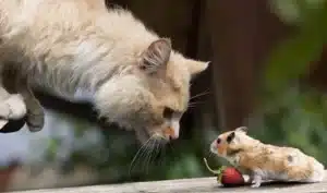 Curious cat meeting a hamster outdoors